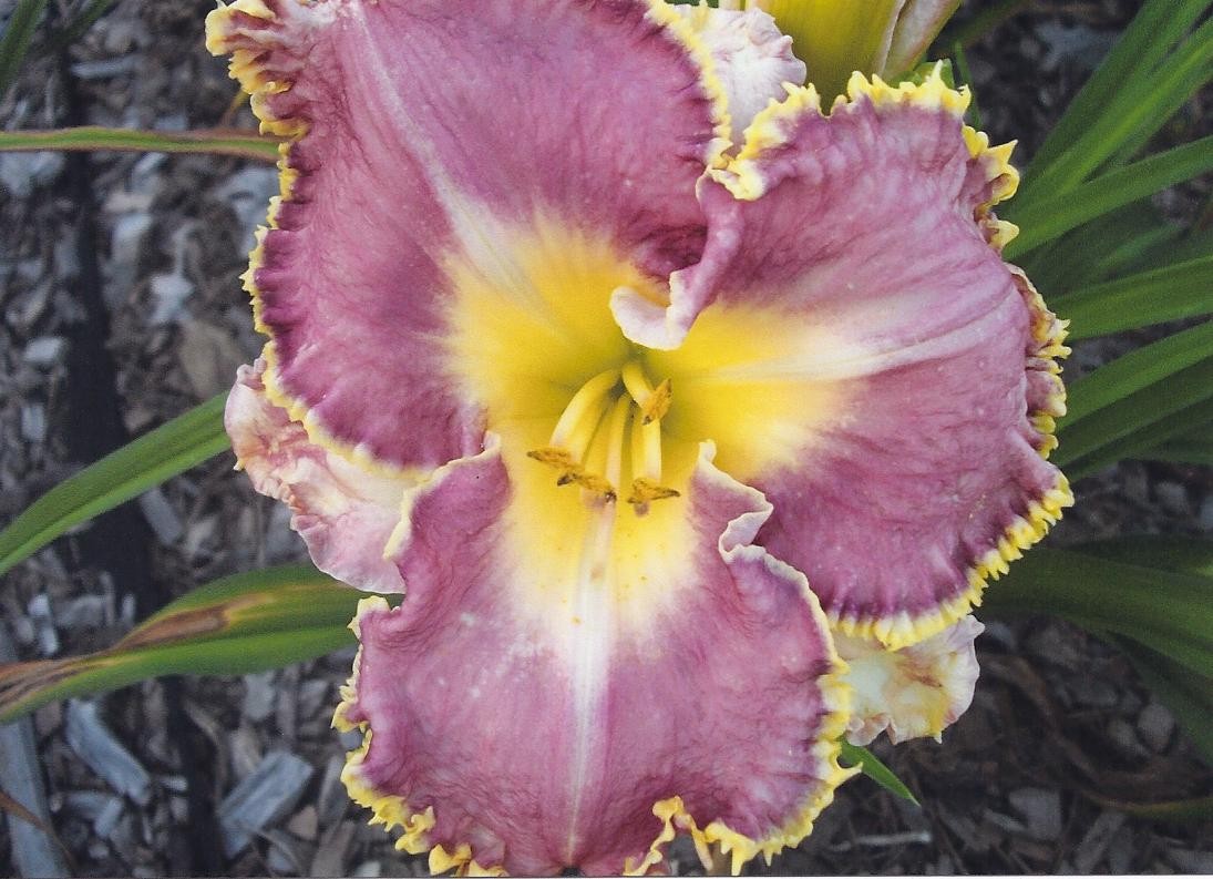 Spiny Sea Urchin Daylily