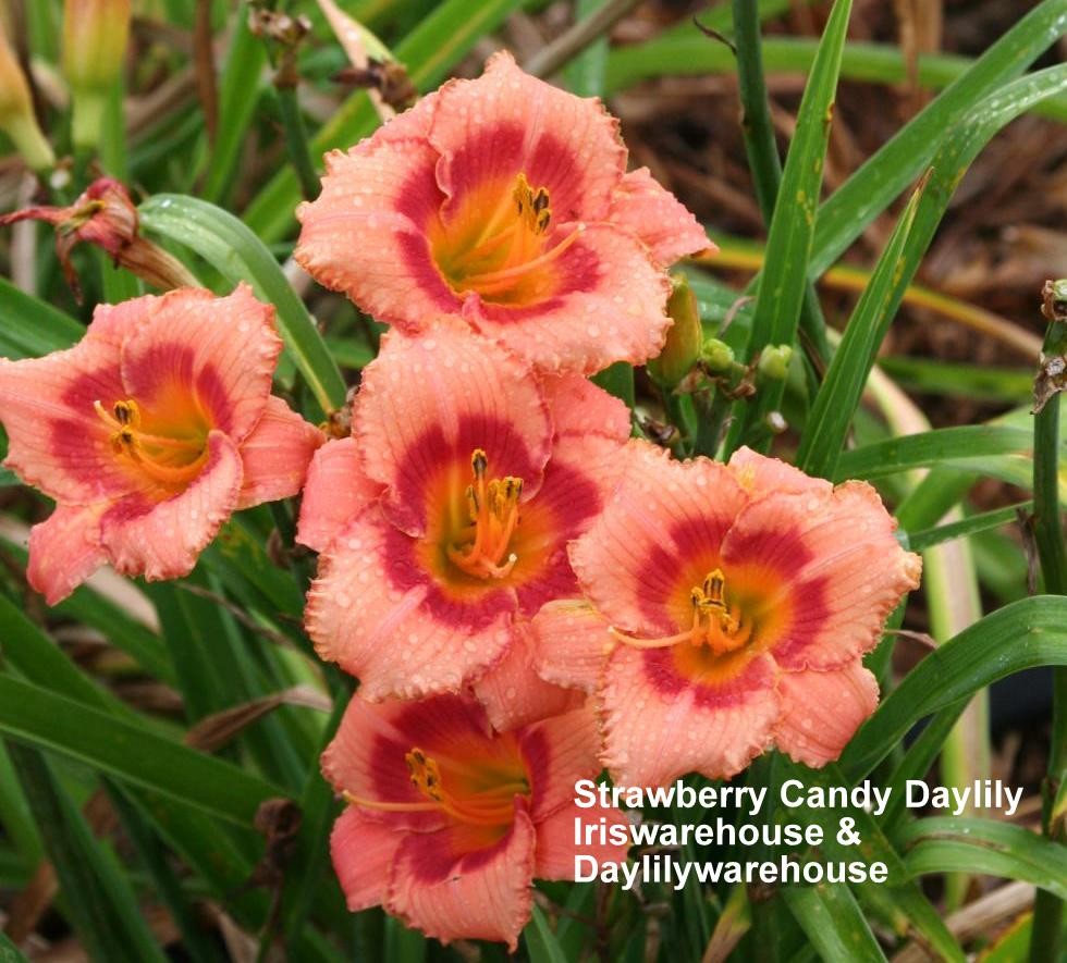 Strawberry Candy Daylily