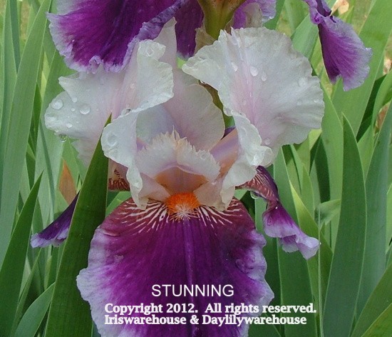 Stunning Iris
