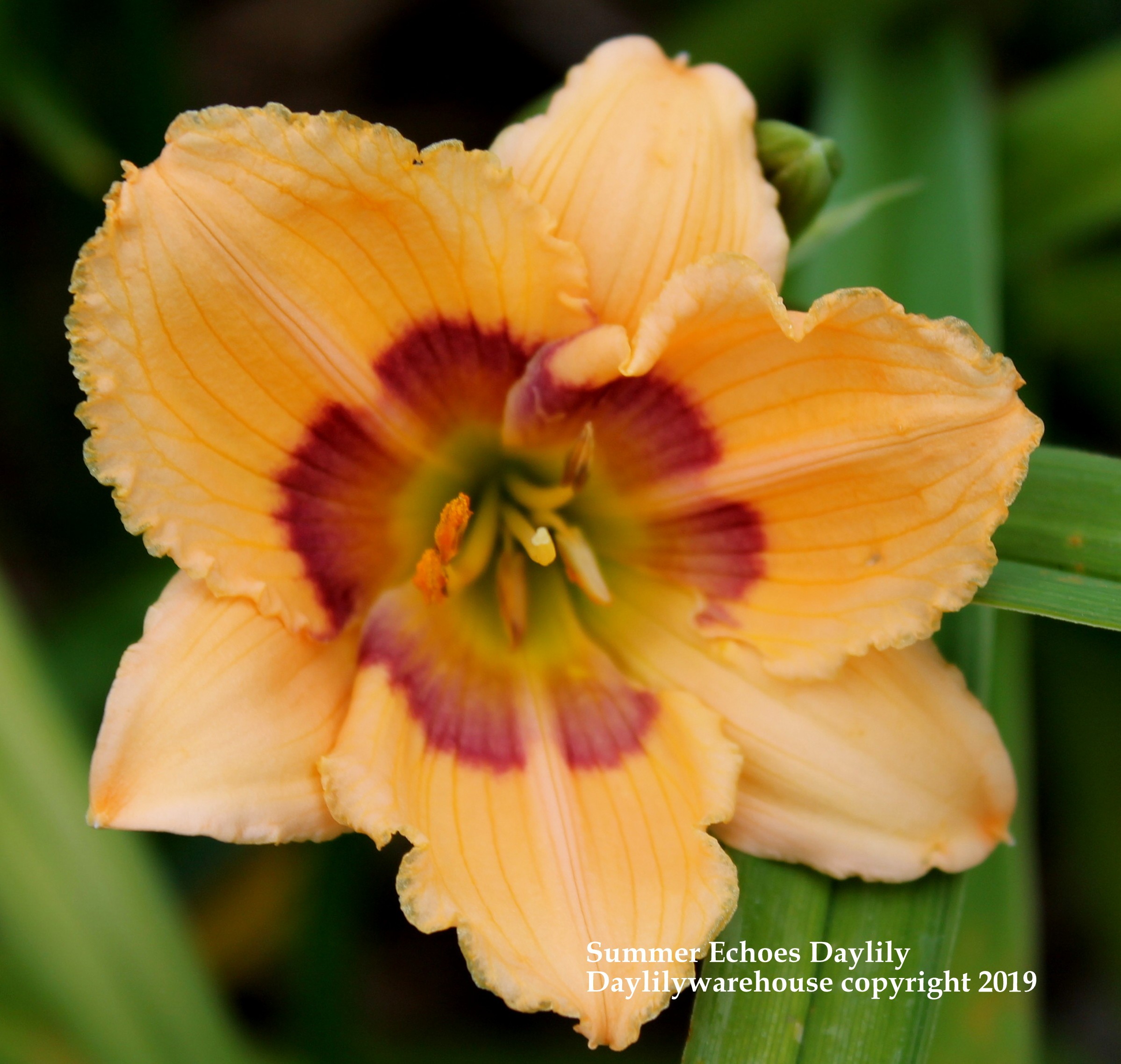 Summer Echoes Daylily