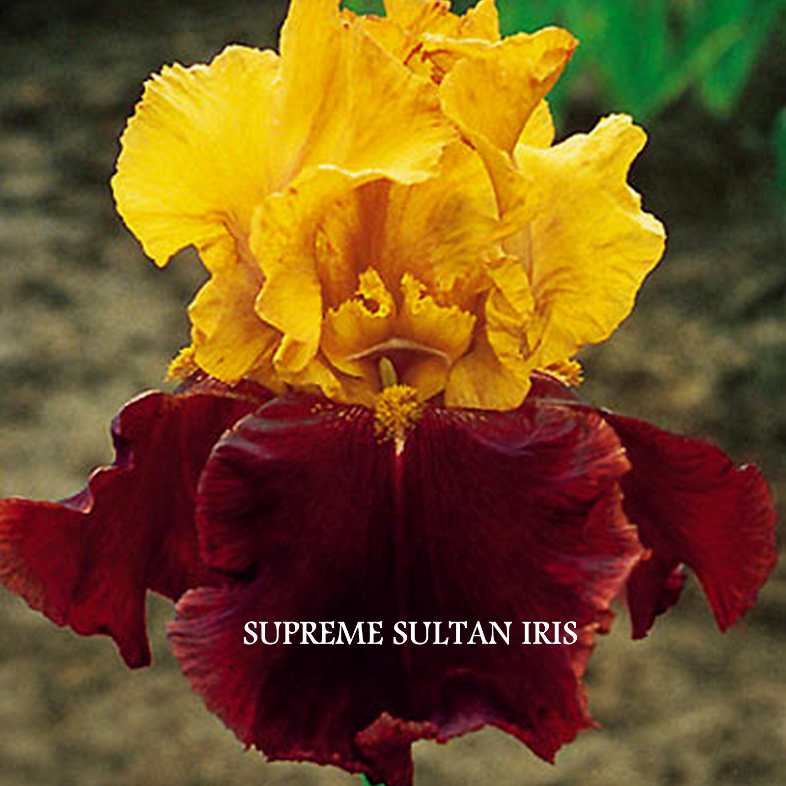 Supreme Sultan Iris