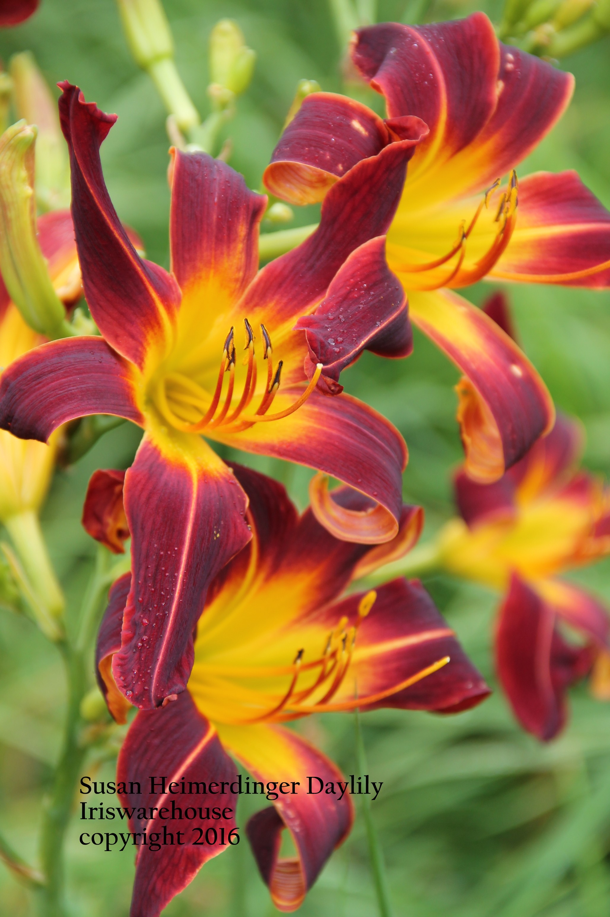 Susan Heimerdinger Daylily