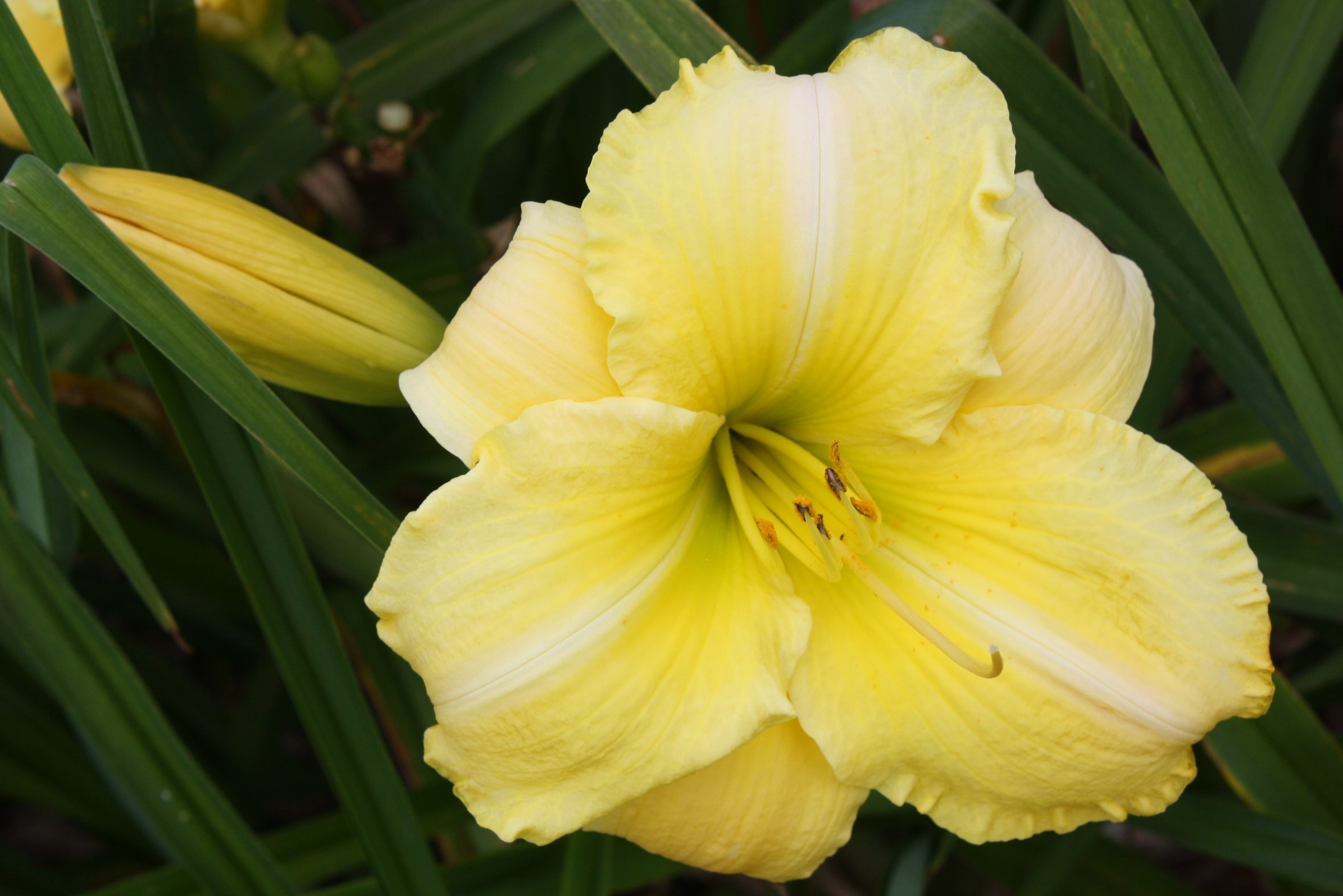 Sussex Way Daylily
