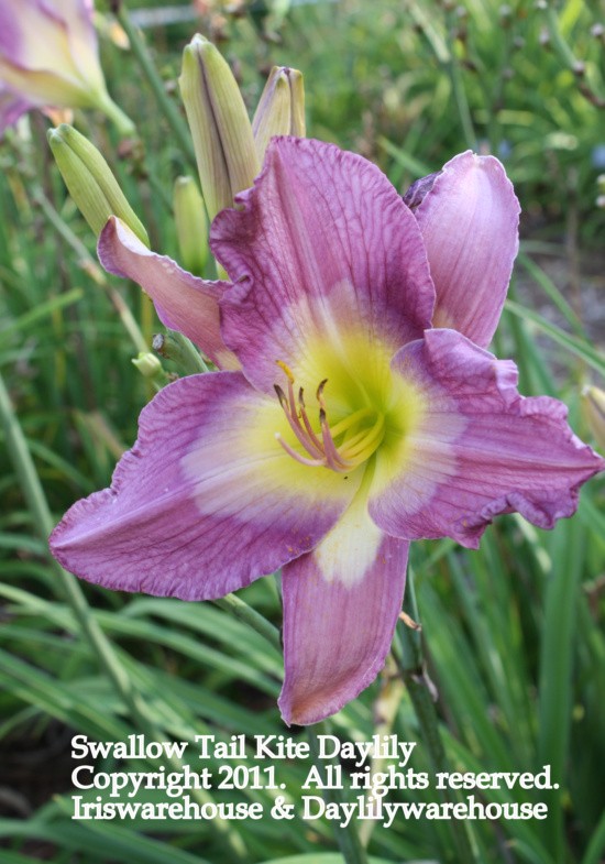 Swallow Tail Kite Daylily