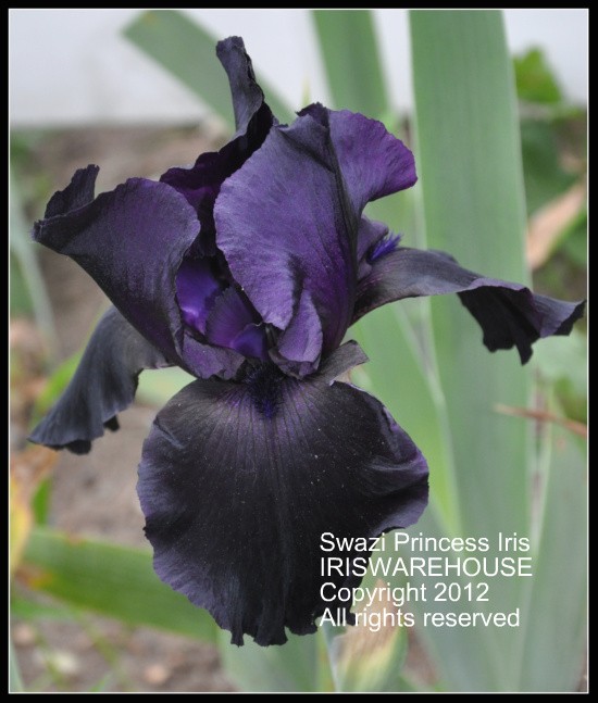 Swazi Princess Iris