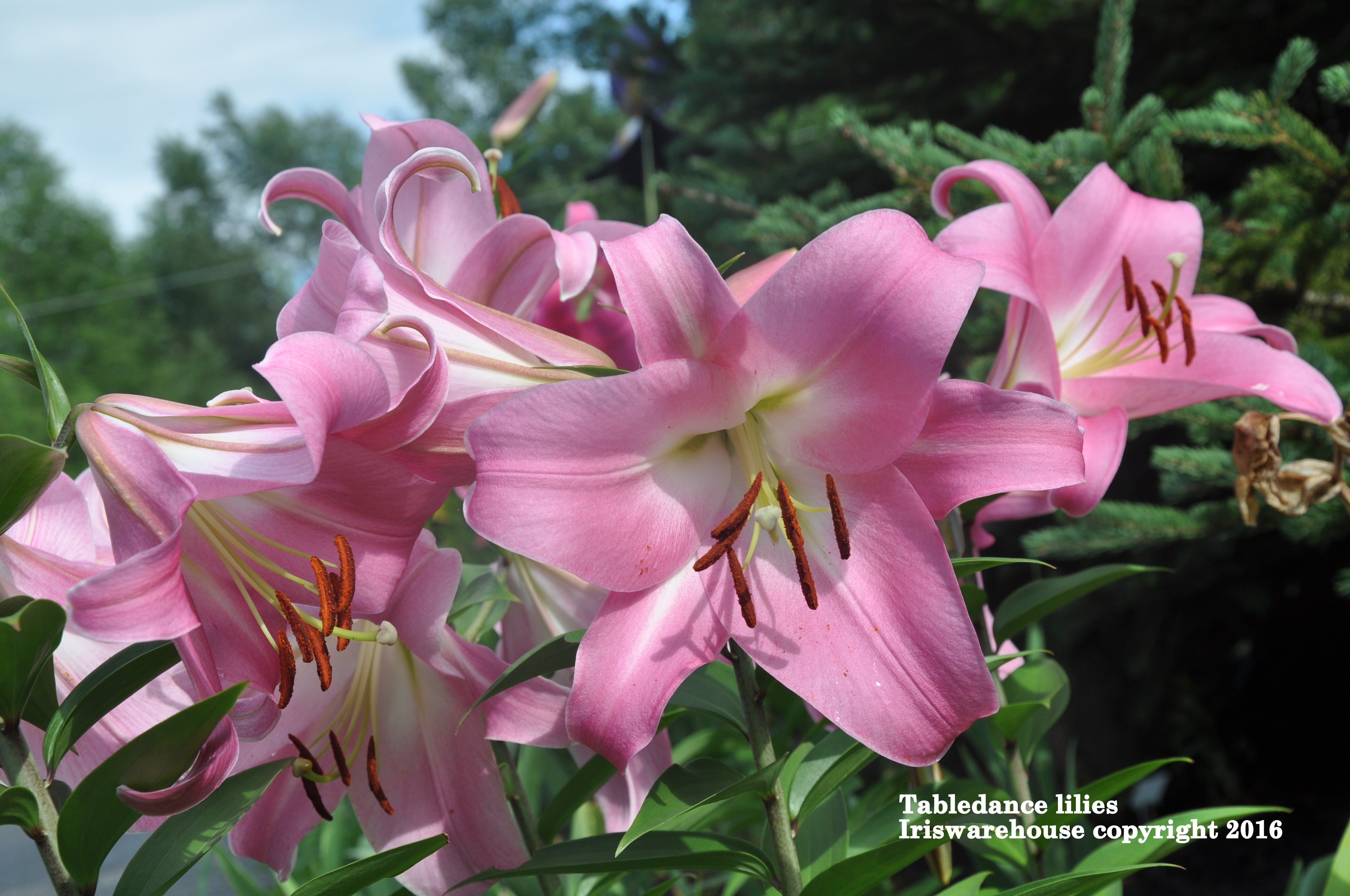 Oriental Trumpet Tabledance Lily