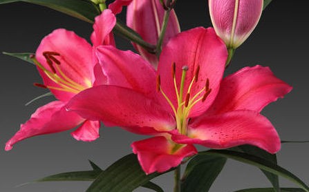 Tarrange Oriental Lily Bulb