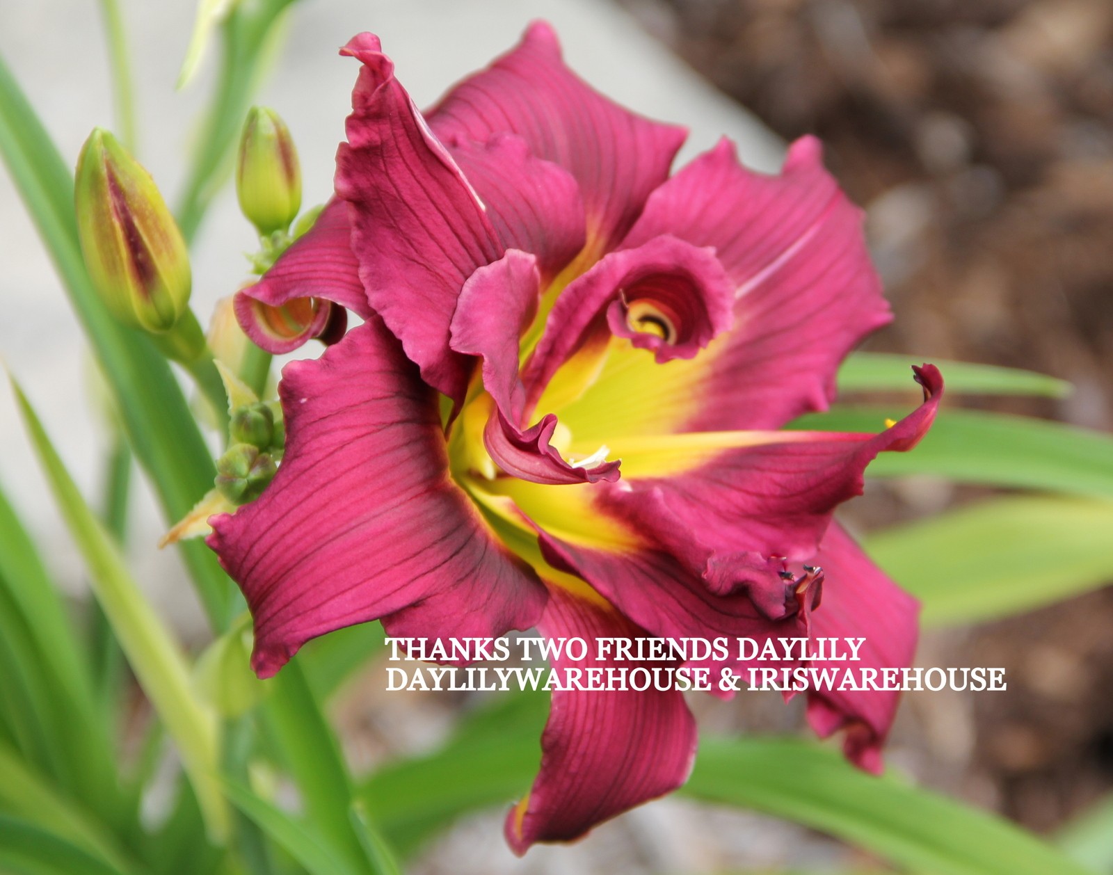 Thanks Two Friends Daylily