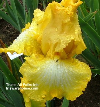 That's All Folks' Iris