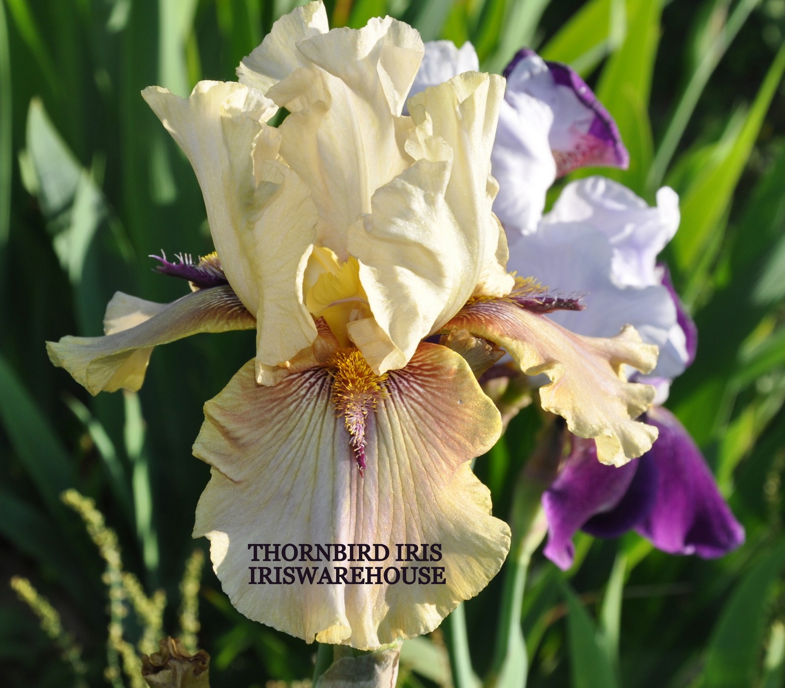 Thornbird Iris