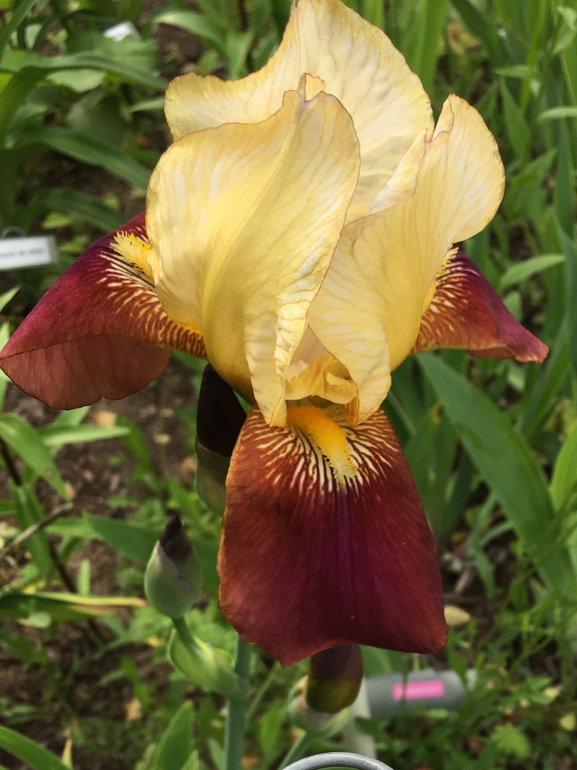 Three Sisters Iris