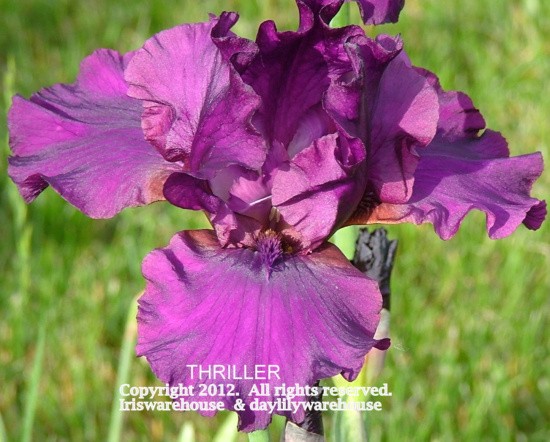 Thriller Iris