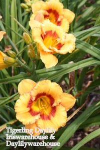 Tigerling Daylily