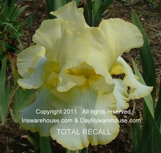 Total Recall Iris