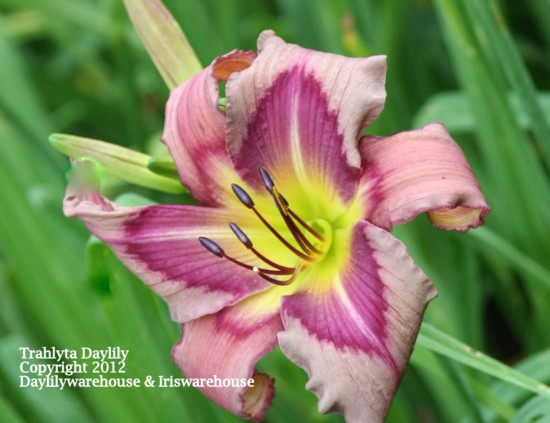 Trahlyta Daylily