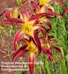 Tropical Depression Daylily