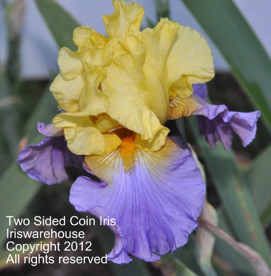 Two Sided Coin Iris