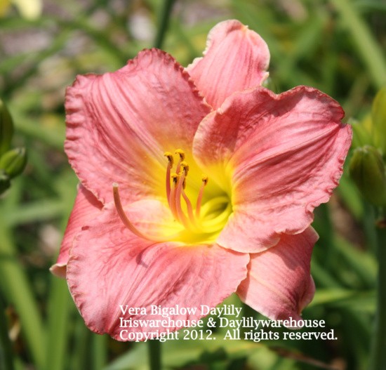Vera Bigelow Daylily
