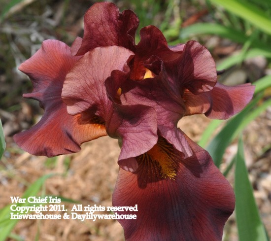 War Chief Iris
