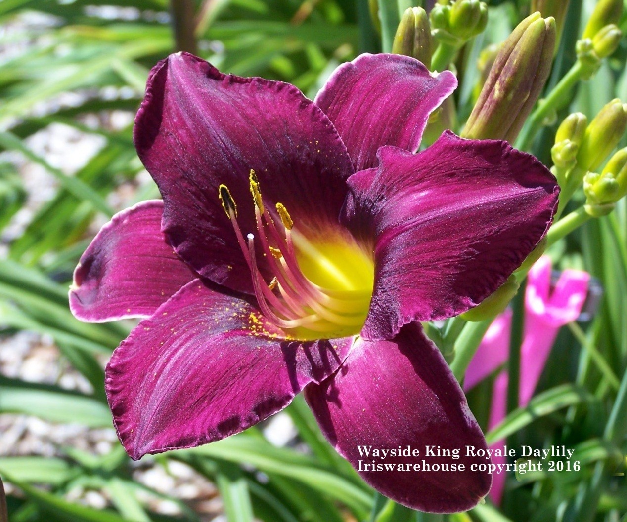 BUY IRIS & DAYLILIES ONLINE Wayside King Royale Daylily