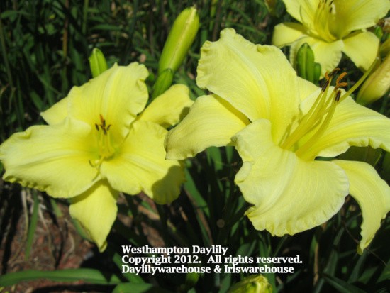 Westhampton Daylily
