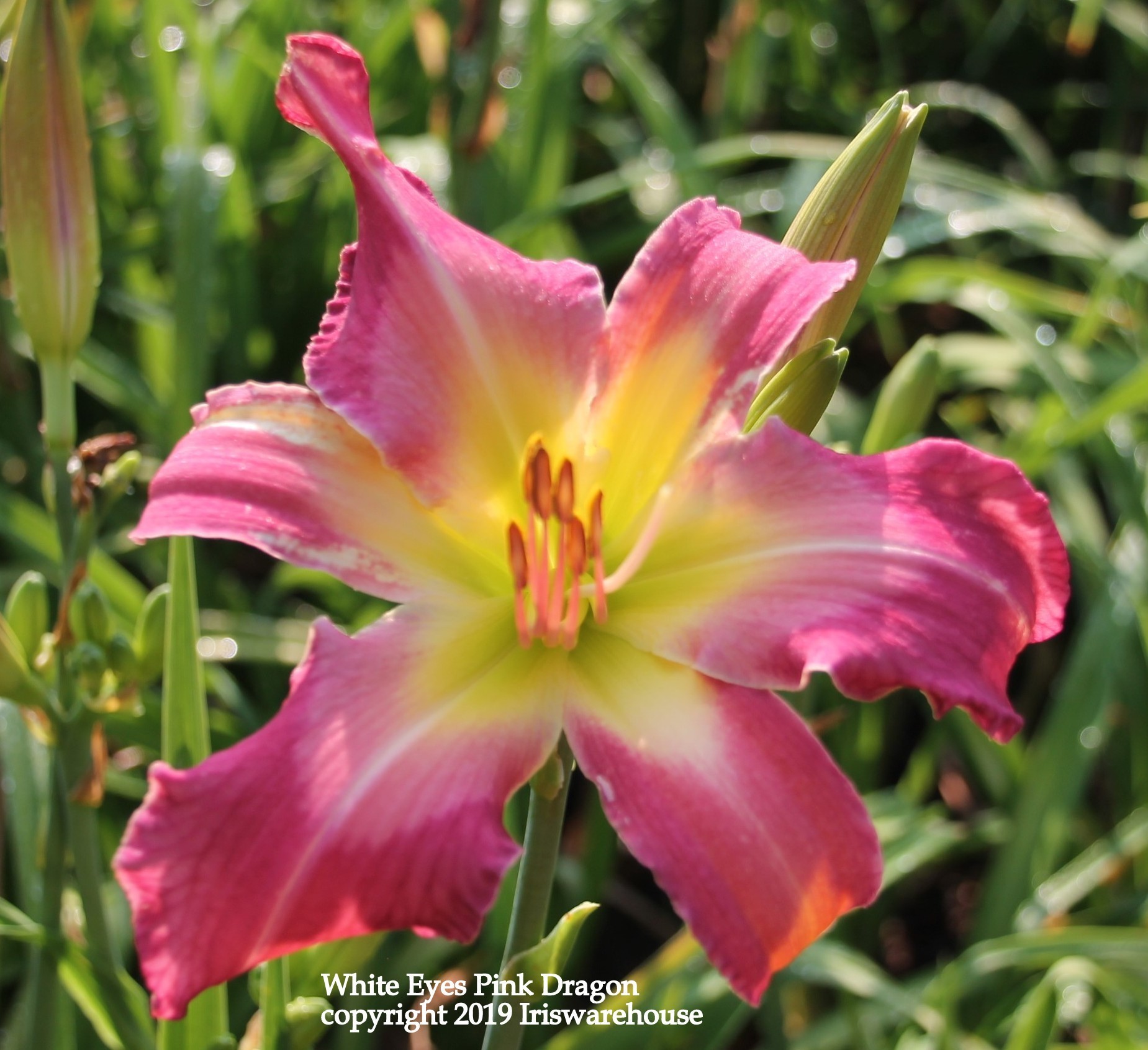 White Eyes Pink Dragon Daylily
