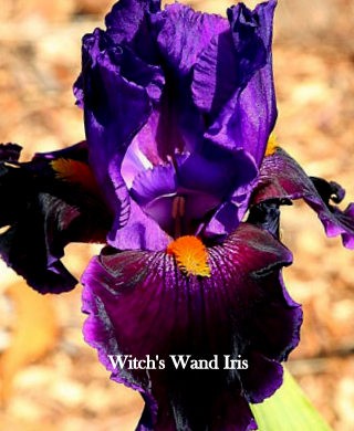 Witchs Wand Iris