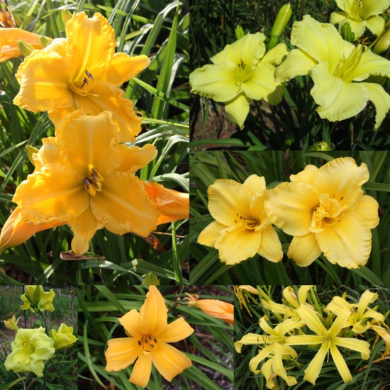 Yellow Daylily Collection
