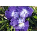 Coronation Anthem Siberian Iris