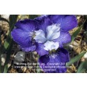 Nothing But the Blues Siberian Iris