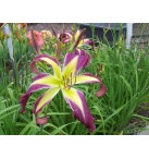 Awesome Butterfly Daylily