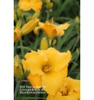 Bill Norris Daylily