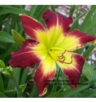 Christine Dixon Daylily