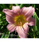 Corryton Pink Daylily
