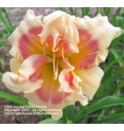 Forty second Street Daylily
