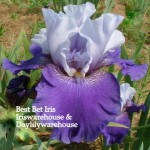 Best Bet Iris 