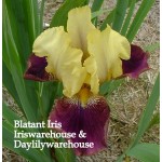 Blatant Iris