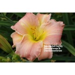 Jedi Rachael Daylily