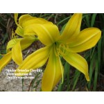 Spider Breeder Daylily