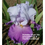 Summer Magic Iris