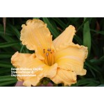Sweet Shalimar Daylily
