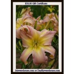 $50.00 gift certificate