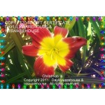 20 Dollar Gift Certificate 