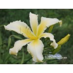 A Green Desire Daylily