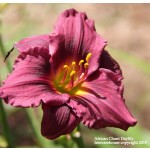 African Chant Daylily