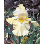 Again and Again Iris