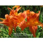 Alabama Jubilee Daylily