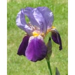 Alcazar Iris