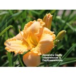 Alexandra Daylily