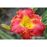 All Aboard For Columbus Daylily